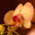 Orchidea4_618010_80638_t
