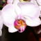orchidea5