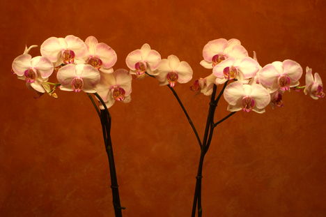 orchidea8