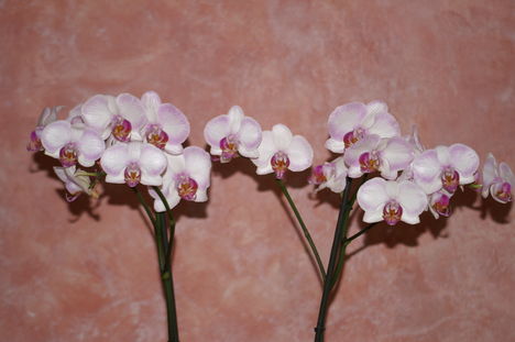 orchidea9