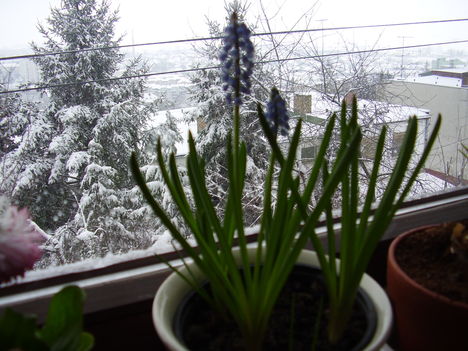 Fűzike, hó: 2010.márc.11.