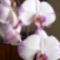 sziszi orchideai
