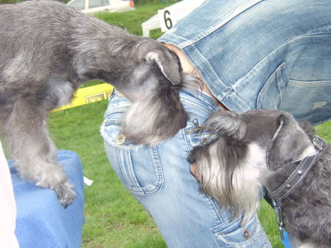 talán ő is schnauzer lenne