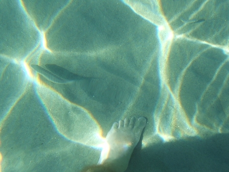 a tiszta vízben halak csiklandozzák a lábakat