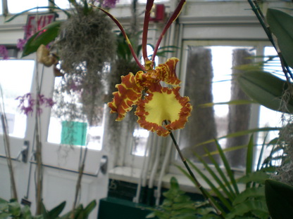 BUTTERFLY ORCHID PSYCHOPSIS