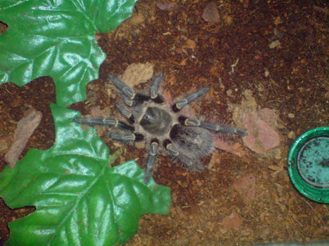 grammostola aureostriata