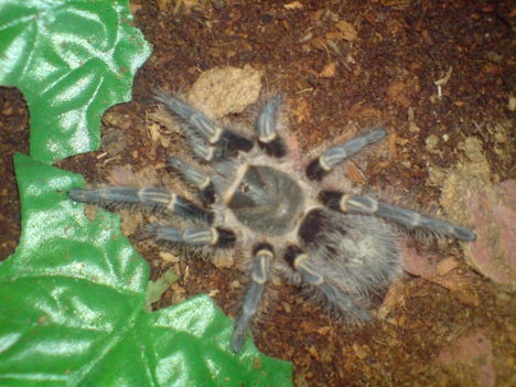 grammostola aureostriata