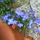 Lobelia_zsebes_tartoban-001_61171_868705_t