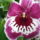 Miltonia_hibrid-002_601568_83642_t