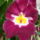 Miltonia_hibrid_601570_20519_t