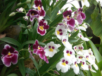 Miltóniák- Árvácska orchideák