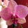 Orchidea_6_610553_44586_t