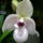 Orchidea_kiallitasnew_york_2010-009_601560_18412_t