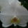 Orchidea_kiallitasnew_york_2010-012_601557_27945_t