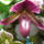 Orchidea_kiallitasnew_york_2010-023_601546_34411_t