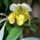 Orchidea_kiallitasnew_york_2010-026_601541_61896_t