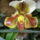 Orchidea_kiallitasnew_york_2010-027_601540_51017_t
