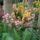 Orchidea_kiallitasnew_york_2010-036_601530_10171_t