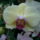 Orchidea_kiallitasnew_york_2010-044_601522_14993_t
