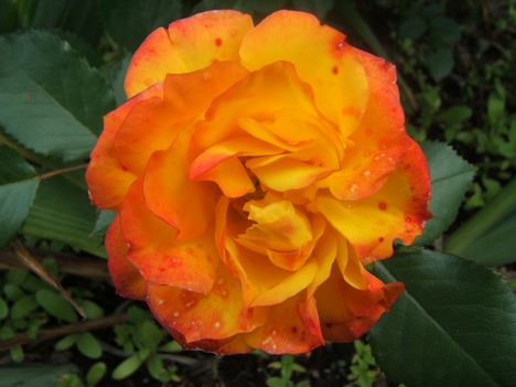 parázs színű rózsa 2
