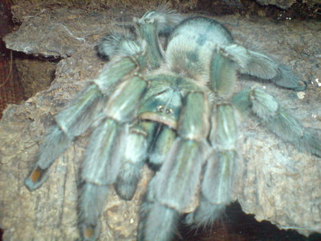 Psalmopoeus cambridgei