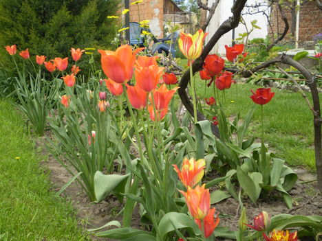 tulipán vegyes