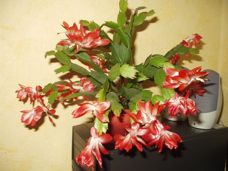 Virágaim 7