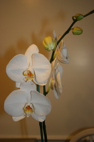 Phalaenopsis  Hybrid 1
