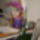 Phalaenopsis__hybrid_10_621364_72352_t