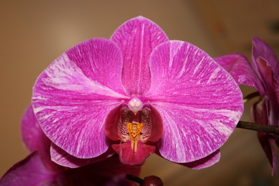 Phalaenopsis  Hybrid 2