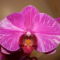 Phalaenopsis  Hybrid 2