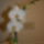 Phalaenopsis__hybrid_2_621356_57631_t