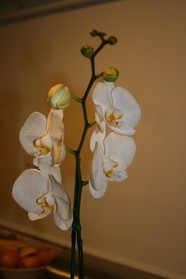 Phalaenopsis  Hybrid 3
