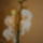 Phalaenopsis__hybrid_3-001_621367_90129_t