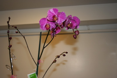 Phalaenopsis  Hybrid 3