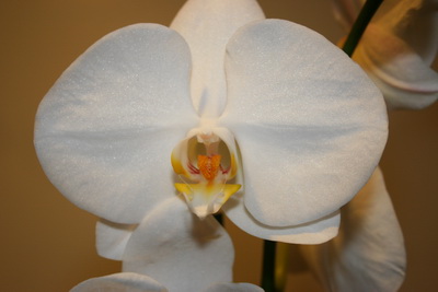 Phalaenopsis  Hybrid 4