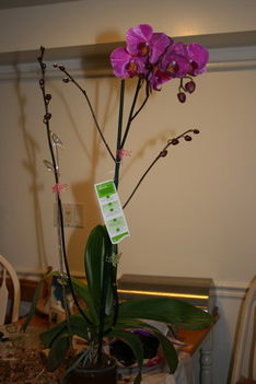 Phalaenopsis  Hybrid 4