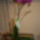 Phalaenopsis__hybrid_4_621358_81799_t