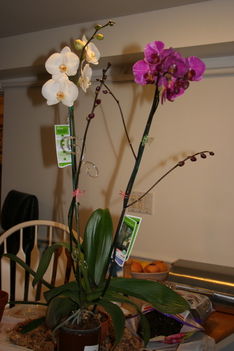 Phalaenopsis  Hybrid 6