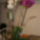 Phalaenopsis__hybrid_6_621360_71134_t