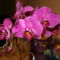Phalaenopsis  Hybrid 7