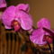 Phalaenopsis  Hybrid 8