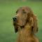 dog_wallpapers_116