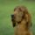 Dog_wallpapers_116_622885_92036_t
