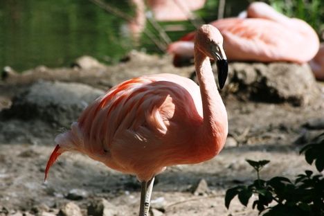 flamingos-dublin