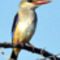 greyhooded-kingfisher2_edited