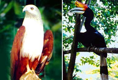 kuala_lumpur_bird_park_1