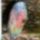 Nicobar_pigeon_622294_74617_t