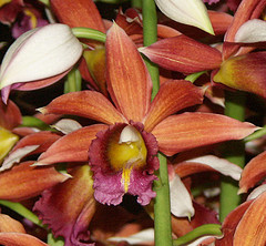 orchideák  különleges szinekkel 10