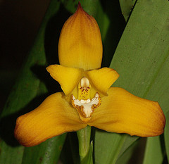 orchideák  különleges szinekkel 11